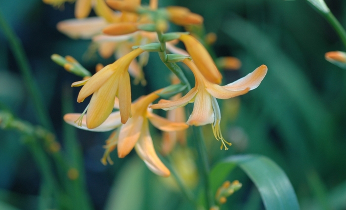 Crocosmia - Crocosmia hybrid 'George Davidson' from Kings Garden Center