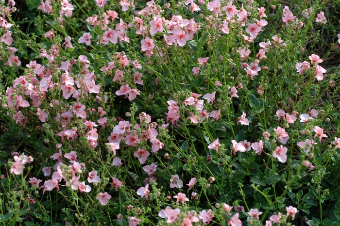 Twinspur - Diascia hybrid 'Genta™ Appleblossom' from Kings Garden Center