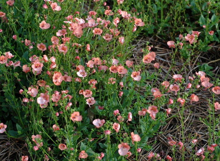 Twinspur - Diascia hybrid 'Genta™ Orange' from Kings Garden Center