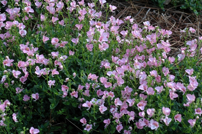 Twinspur - Diascia hybrid 'Genta™ Pink' from Kings Garden Center