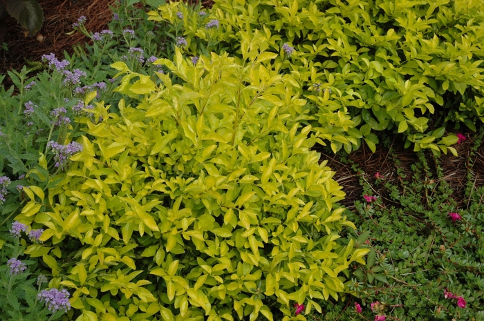Duranta erecta 'Cuban Gold' | Golden Dewdrop | Kings Garden Center
