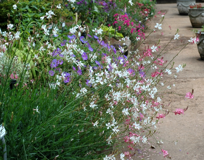 Gaura - Wandflower from Kings Garden Center