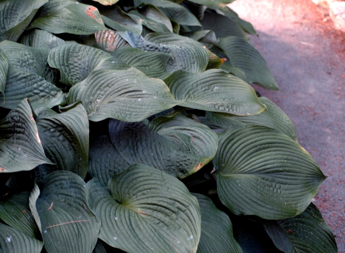 Hosta - Hosta 'Blue Angel' from Kings Garden Center