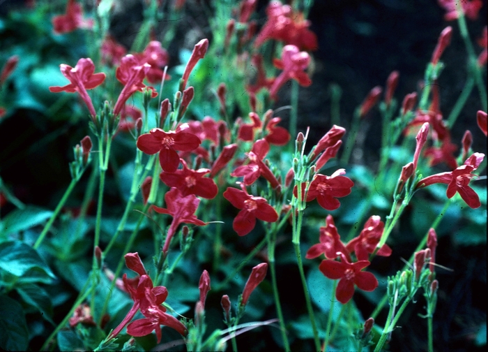 Ruellia elegans 'Ragin Cajun' Texas Petunia Kings Garden Center