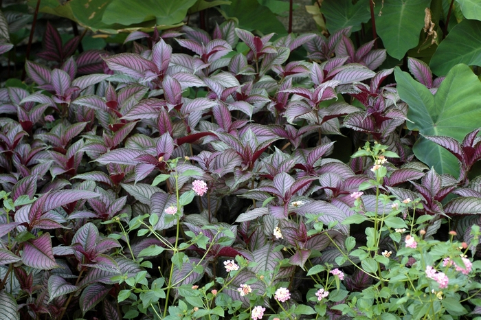 Persian Shield - Strobilanthes dyerianus from Kings Garden Center