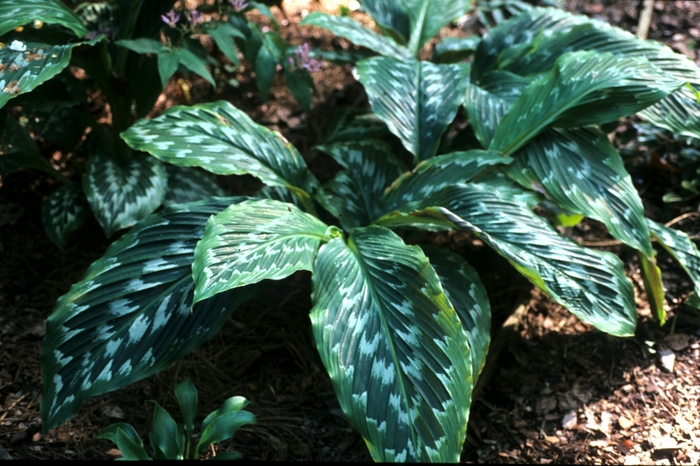 Peacock Ginger - Kaempferia hybrid 'Grande' from Kings Garden Center