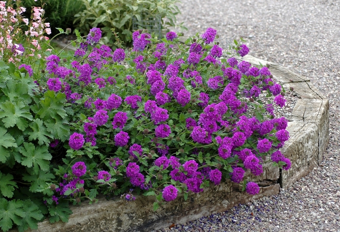 Verbena - Verbena hybrid 'Homestead Purple' from Kings Garden Center