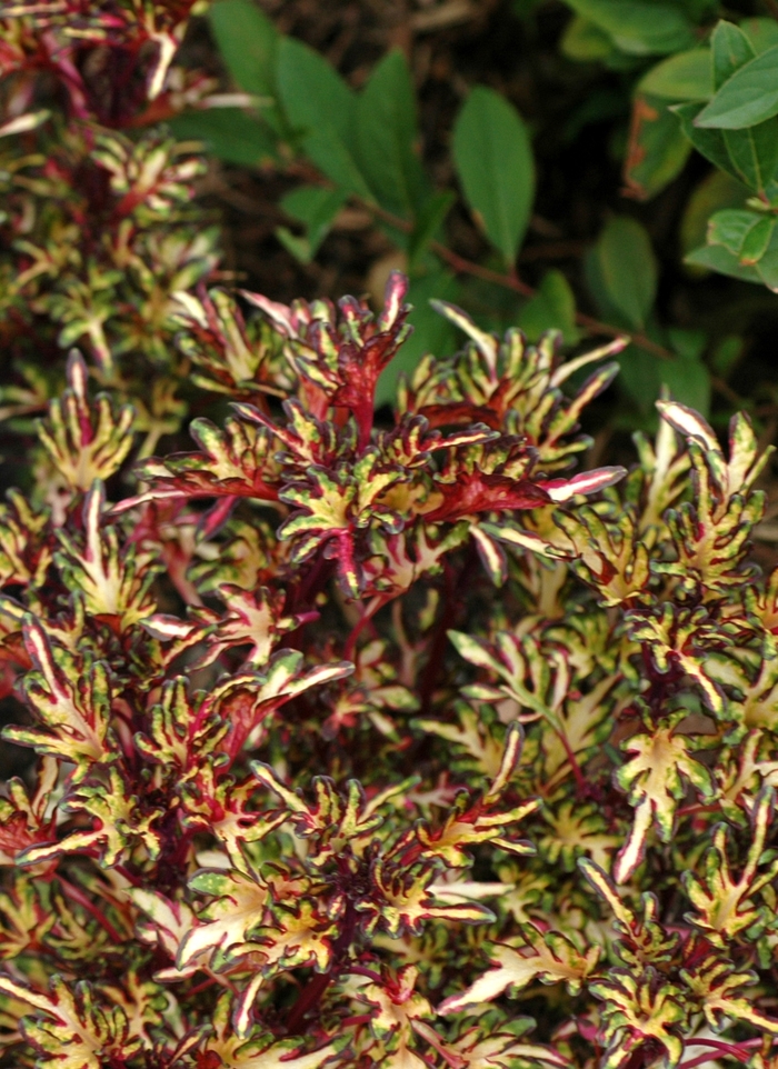 Merlin's Magic Coleus - Coleus hybrid 'Merlin's Magic' from Kings Garden Center