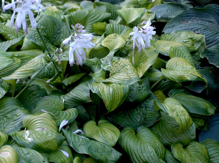 Hosta - Plantain Lily - Hosta 'Guacamole' from Kings Garden Center