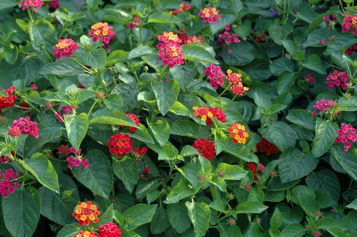 Lantana - Lantana camara 'Confetti' from Kings Garden Center