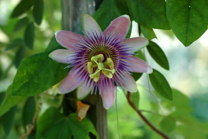 Passion Vine - Passiflora x belottii from Kings Garden Center