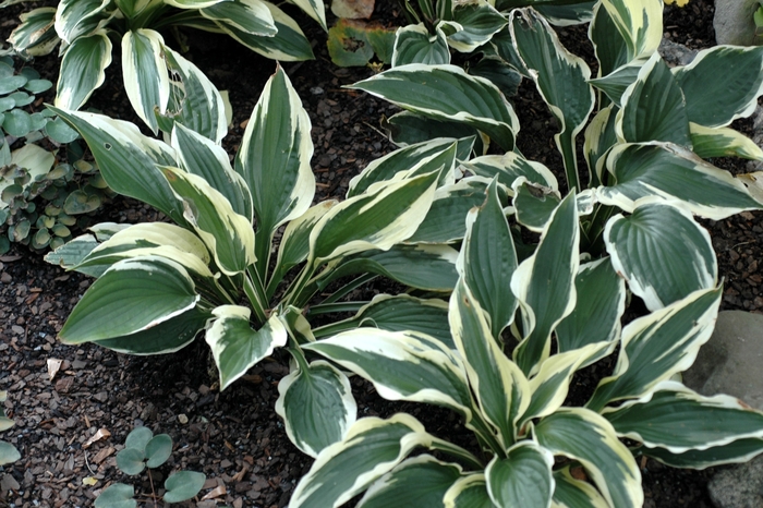 Plantain Lily - Hosta 'Patriot' from Kings Garden Center