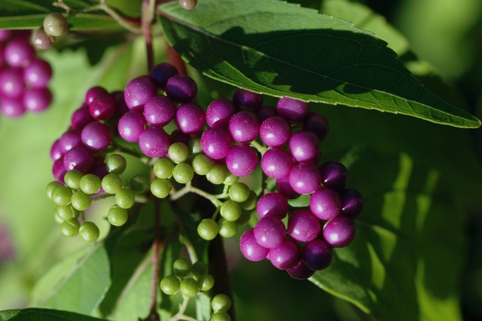 Common Beautyberry - Callicarpa dichotoma from Kings Garden Center