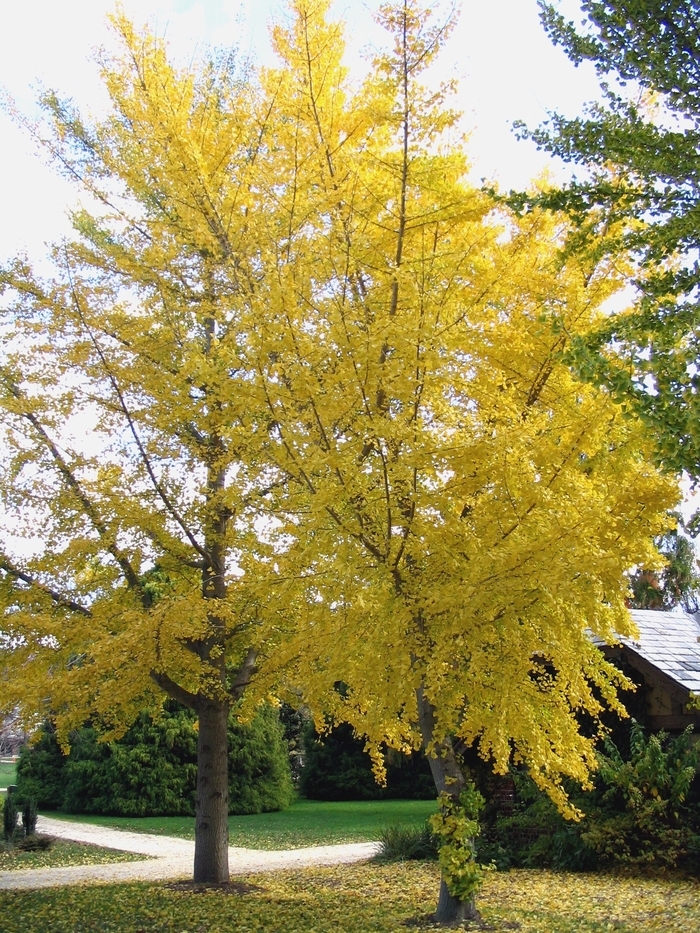 Ginkgo - Ginkgo biloba from Kings Garden Center