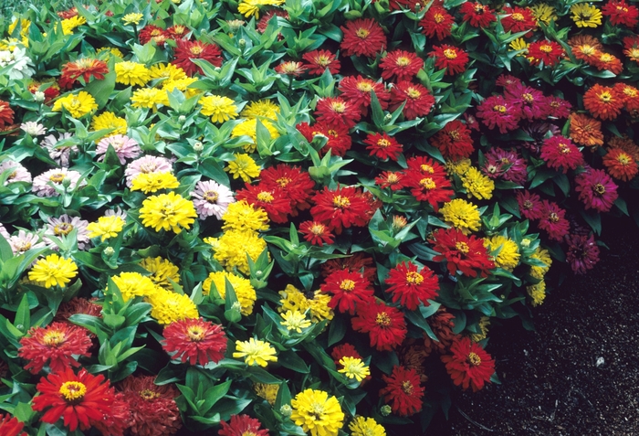 Dreamland ™ Mix Zinnia - Zinnia elegans 'Dreamland ™ Mix' from Kings Garden Center