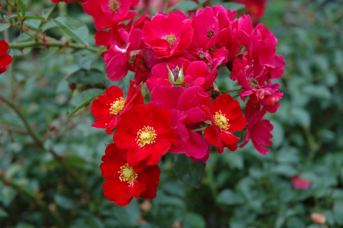 Red Flower Carpet Rose - Rosa x 'Red Flower Carpet' from Kings Garden Center