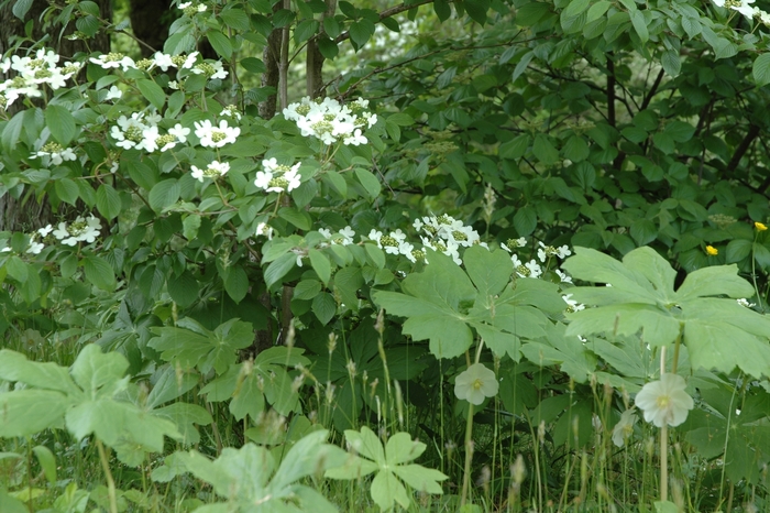 Doublefile Viburnum - Viburnum plicatum from Kings Garden Center