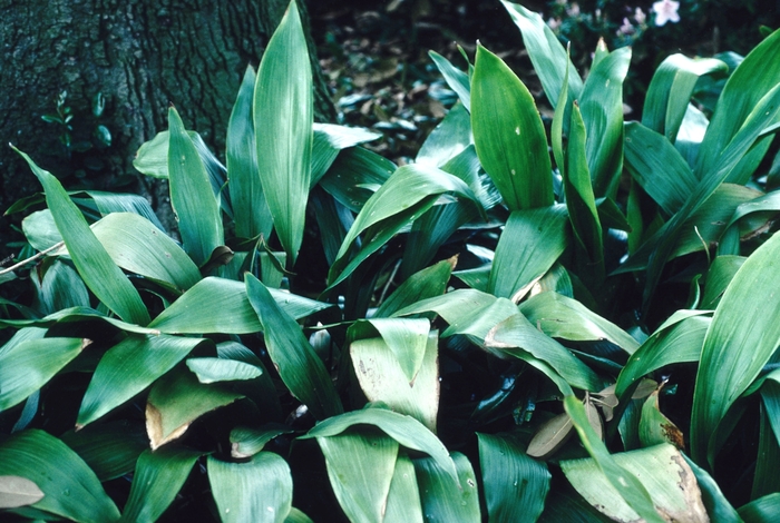 Rohdea - Rohdea japonica from Kings Garden Center