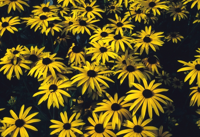 Black-Eyed Susan 'Goldsturm' - Rudbeckia fulgida var. sullivantii 'Goldsturm' from Kings Garden Center