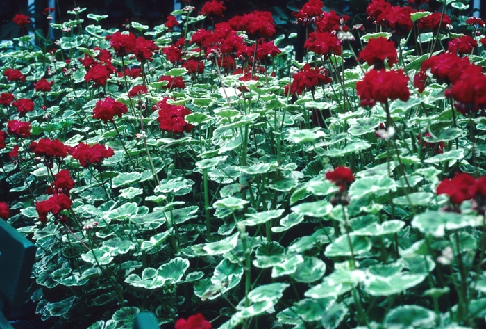 Geranium - Pelargonium x hortorum 'William Languth' from Kings Garden Center