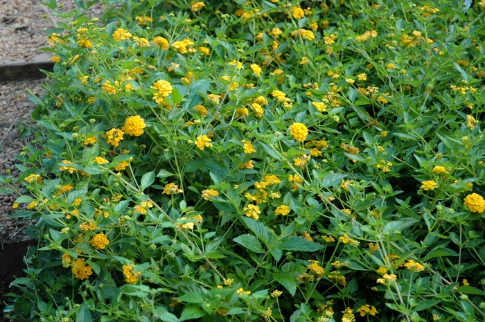 Lantana - Lantana camara 'New Gold' from Kings Garden Center