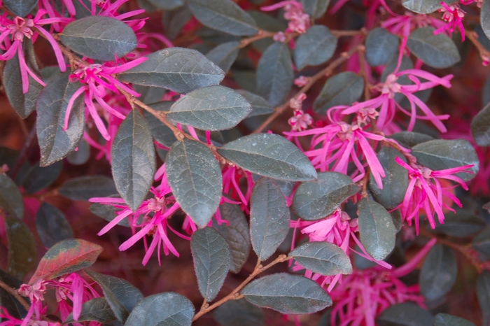 Chinese Ruby Loropetalum - Loropetalum chinense from Kings Garden Center