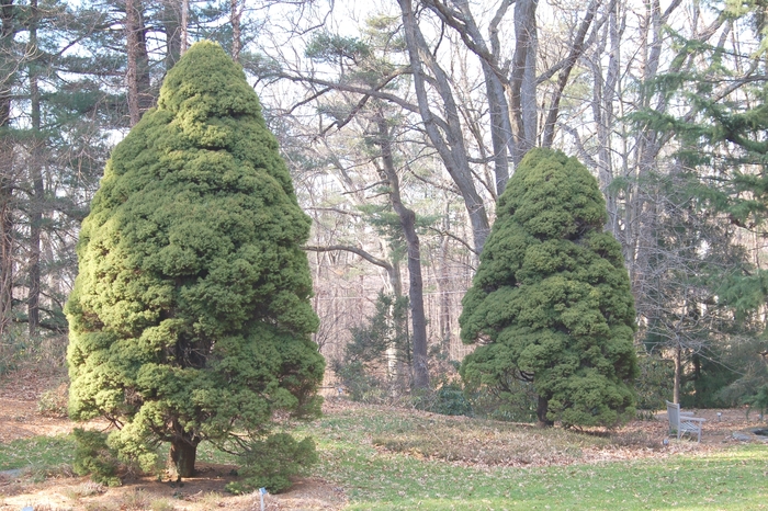 Dwarf Alberta Spruce - Picea glauca 'var. conica' from Kings Garden Center