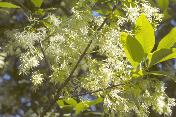 White Fringetree - Chionanthus virginicus from Kings Garden Center