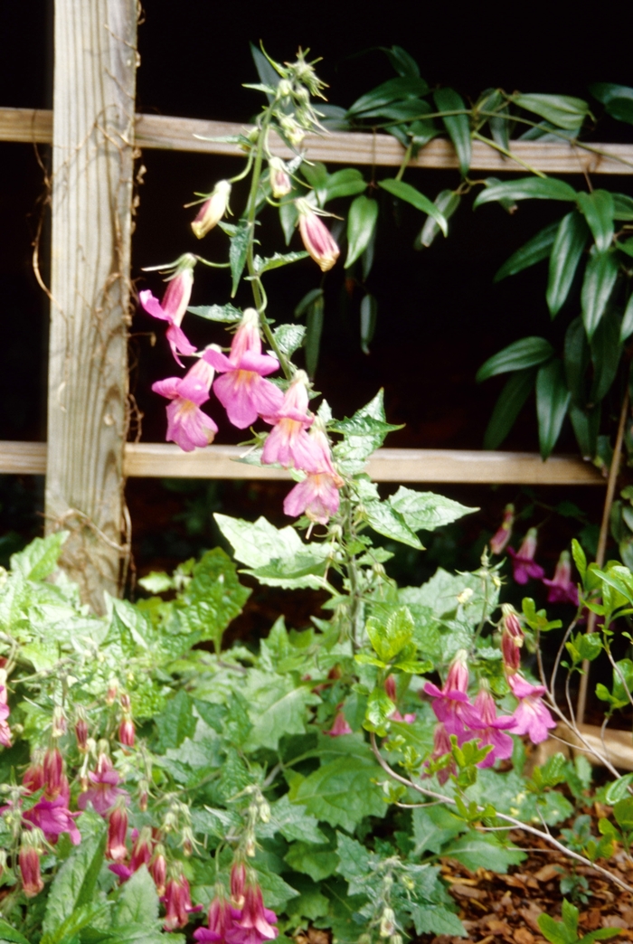 Rehmannia elata | Chinese Foxglove | Kings Garden Center