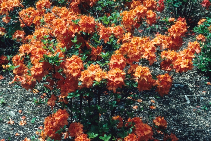 'Gibraltar' - Rhododendron hybrid from Kings Garden Center
