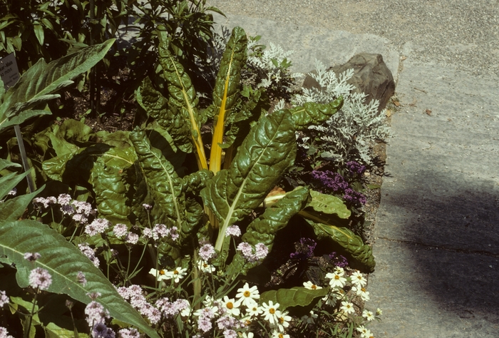 Ornamental Chard - Beta vulgaris var. flavescens 'Bright Lights' from Kings Garden Center