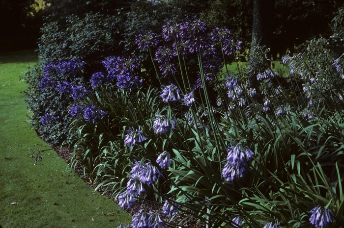 Agapanthus - Agapanthus inapertus from Kings Garden Center