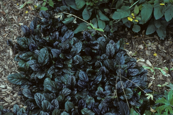 Common Bugle Weed - Ajuga reptans 'Mahogany' from Kings Garden Center