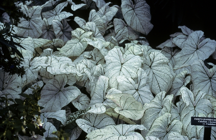 Angel Wings - Caladium bicolor 'Candidum' from Kings Garden Center