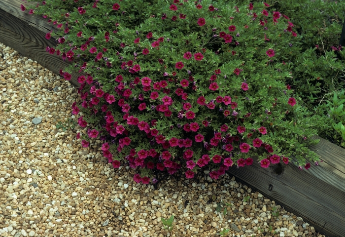 Superbells® Cherry Red - Calibrachoa hybrid from Kings Garden Center