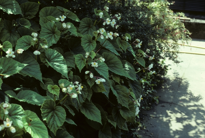 Hardy Begonia - Begonia grandis 'Alba' from Kings Garden Center