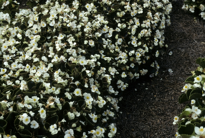Wax Begonia - Begonia 'Senator White' from Kings Garden Center