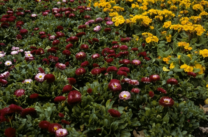 English Daisy - Bellis perennis from Kings Garden Center