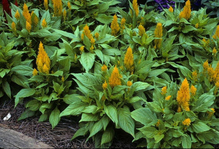 Feather Celosia - Celosia argentea plumosa 'Fresh Look Yellow' from Kings Garden Center