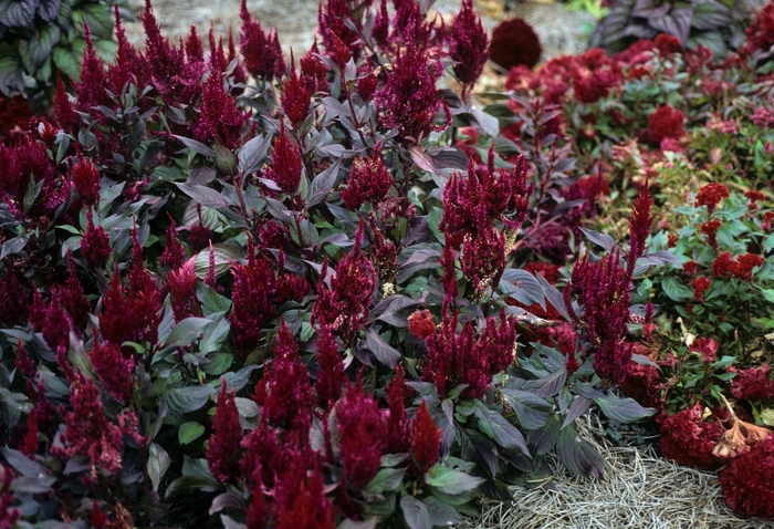 Feather Cockscomb - Celosia argentea var. plumosa 'New Look' from Kings Garden Center