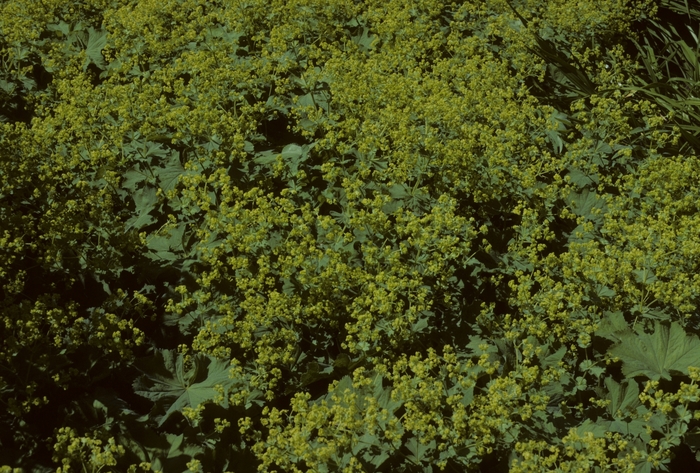 Lady's Mantel - Alchemilla mollis 'Thriller' from Kings Garden Center