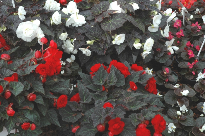 Mocca Scarlet Begonia - Begonia tuberosa 'Nonstop® Mocca Scarlet' from Kings Garden Center