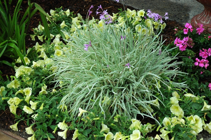 Society Garlic - Tulbaghia violacea 'Variegata' from Kings Garden Center