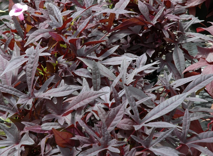 'Sweet Carolina Purple' - Ipomoea batatas Ornamental Sweet Potato from Kings Garden Center