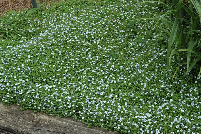 Blue Star Creeper - Laurentia fluviatilis from Kings Garden Center