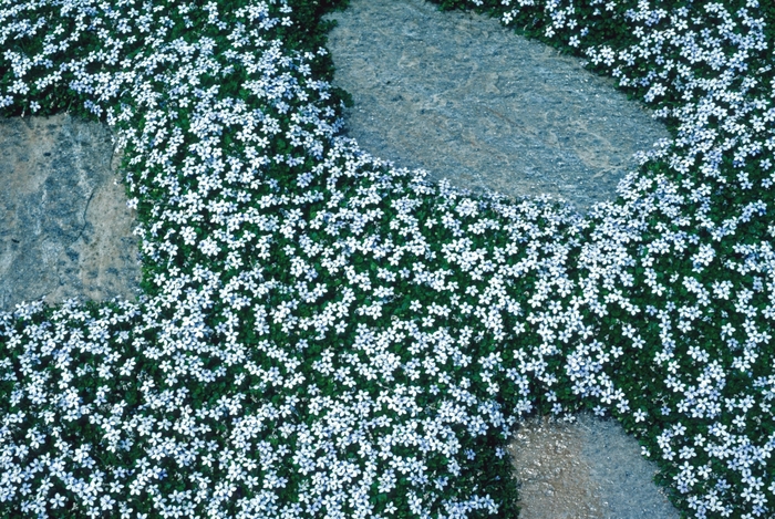 Blue Star Creeper - Isotoma peduncularis from Kings Garden Center