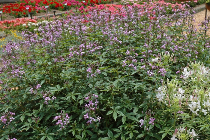 Senorita Rosalita® - Cleome 'Senorita Rosalita' from Kings Garden Center