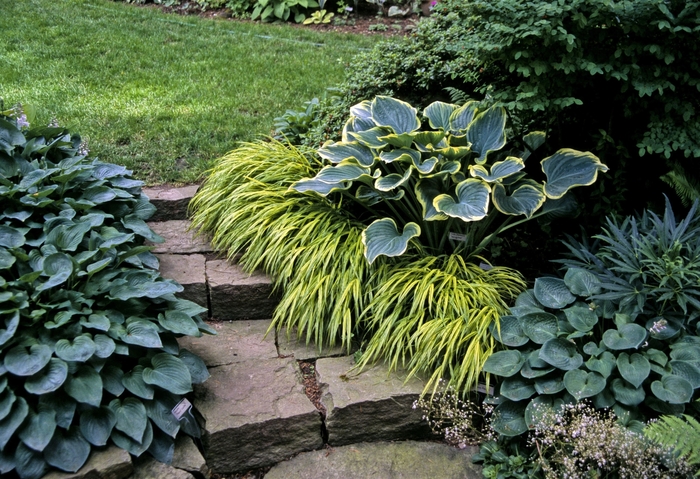 Hosta - Plantain Lily from Kings Garden Center