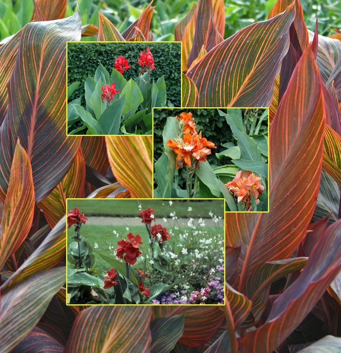 Canna Lily - from Kings Garden Center