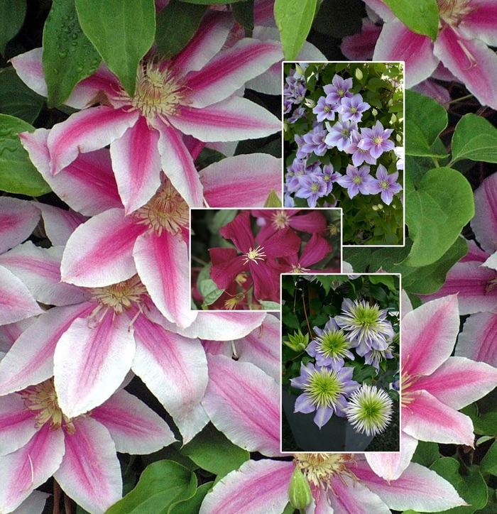 Clematis - Multiple Varieties from Kings Garden Center